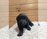 Image preview for Ad Listing. Nickname: Gus