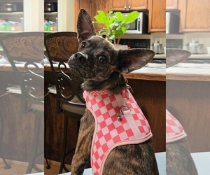 Figgie Smalls - Female Chihuahua-Unknown Mix Dog for Adoption - Photo #9