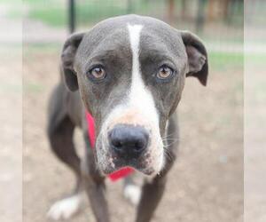 American Staffordshire Terrier-Unknown Mix Dogs for adoption in San Antonio, TX, USA