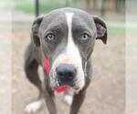 Small American Staffordshire Terrier Mix