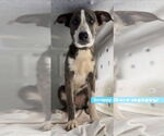Small #4 Catahoula Leopard Dog Mix