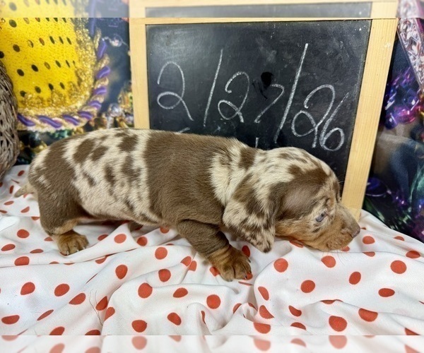 Medium Photo #2 Dachshund Puppy For Sale in CASSVILLE, MO, USA