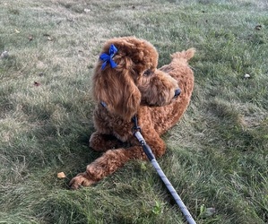 Poodle (Standard) Puppy for sale in UNION, WV, USA