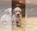 Puppy Patience Goldendoodle