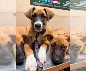 Flower Patch Litter Thistle - Located in TX - Female German Shepherd Dog-Unknown Mix Dog for Adoption - Photo #6