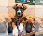 Small Photo #6 German Shepherd Dog-Unknown Mix Puppy For Sale in Imlay City, MI, USA