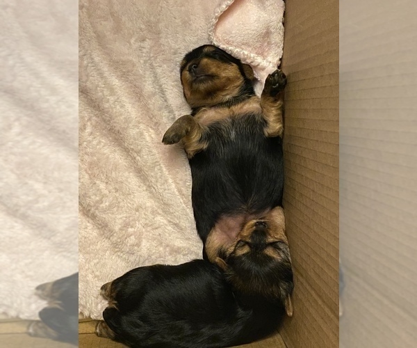 Medium Photo #10 Yorkshire Terrier Puppy For Sale in FONTANA, CA, USA