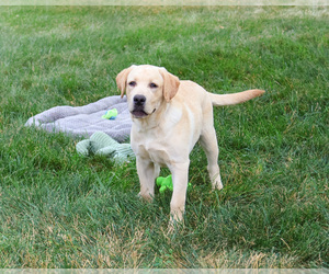 Labrador Retriever Puppy for Sale in SYRACUSE, Indiana USA