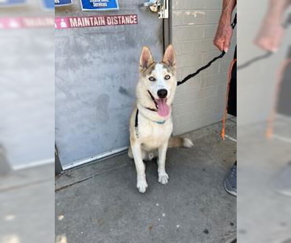 Medium Photo #1 Siberian Husky Puppy For Sale in Stockton, CA, USA