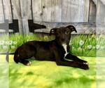 Small #3 American Staffordshire Terrier Mix