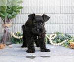 Small Photo #12 Schnauzer (Miniature) Puppy For Sale in BALTIC, OH, USA