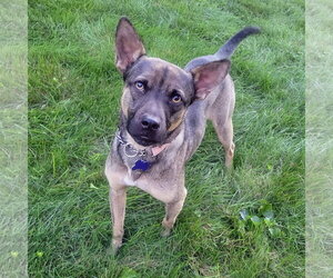 Chihuahua-Feist Terrier Mix Dogs for adoption in Batavia, OH, USA