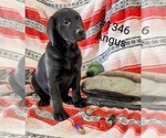 Puppy Angus Labrador Retriever