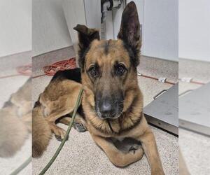 German Shepherd Dog Dogs for adoption in Bakersfield, CA, USA