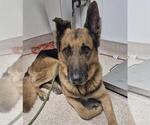 Small German Shepherd Dog