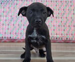 Small #3 Labrador Retriever Mix