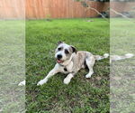 Small #6 Cairn Terrier-Petit Basset Griffon Vendeen Mix