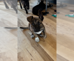Small #2 Boxer Mix