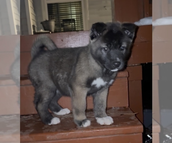 Medium Photo #4 Akita Puppy For Sale in LOUISVILLE, KY, USA