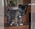 Small #3 Akita