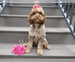 Small #1 Cockapoo