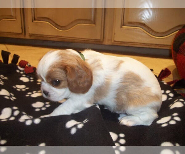 Medium Photo #2 Cavalier King Charles Spaniel Puppy For Sale in DALLAS, TX, USA