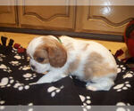 Small Photo #2 Cavalier King Charles Spaniel Puppy For Sale in DALLAS, TX, USA
