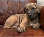 Small Photo #34 Cane Corso Puppy For Sale in LA PLATA, MD, USA