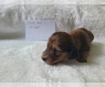 Puppy Male 2 Frappe Dachshund