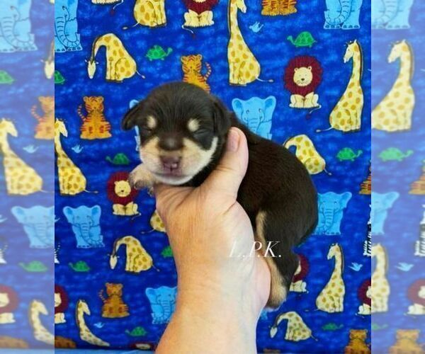 Medium Photo #3 Schnauzer (Miniature) Puppy For Sale in WINNSBORO, LA, USA