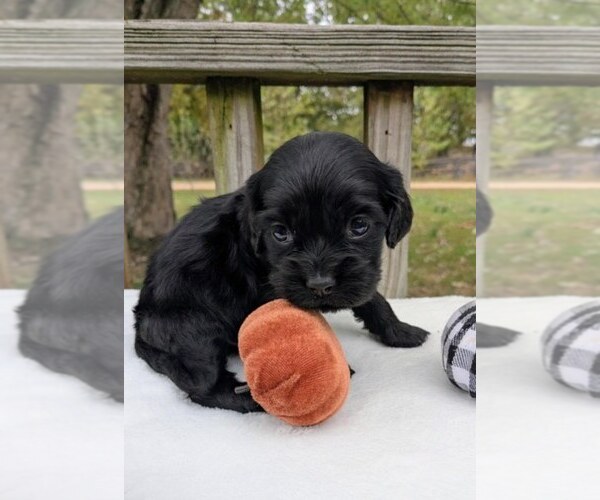 Medium Photo #4 Cock-A-Poo Puppy For Sale in SALEM, MO, USA
