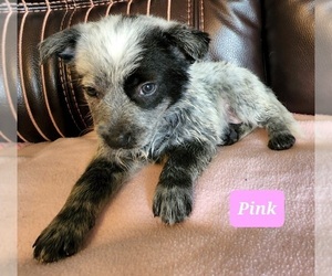 Australian Cattle Dog-Texas Heeler Mix Puppy for sale in RUSSELLVILLE, KY, USA