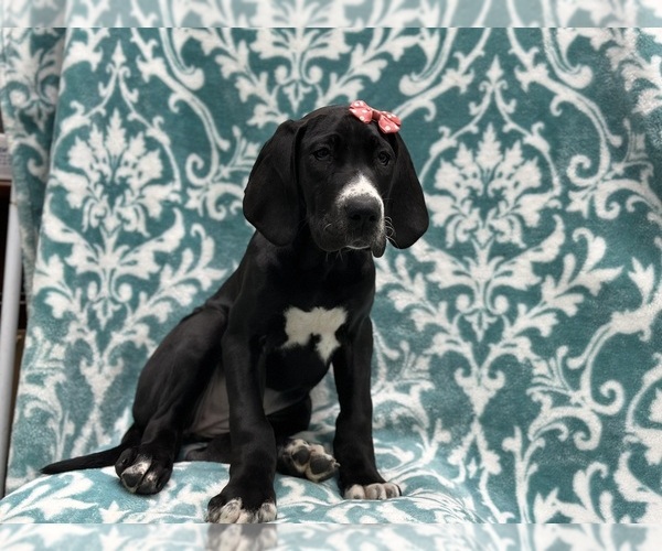 Medium Photo #2 Great Dane Puppy For Sale in LAKELAND, FL, USA