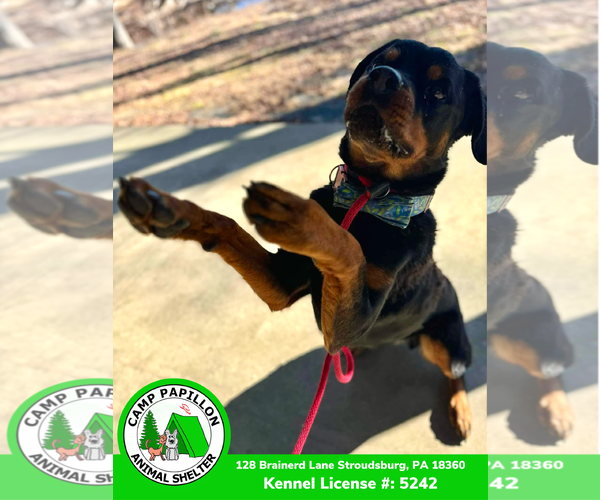 Medium Photo #12 Rottweiler Puppy For Sale in Stroudsburg, PA, USA
