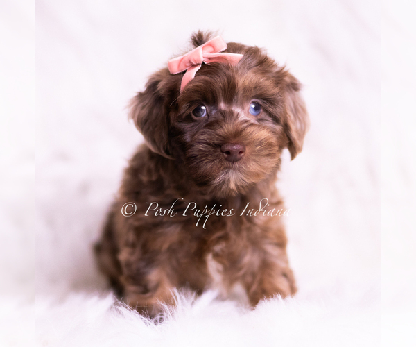 Medium Photo #9 Yorkipoo Puppy For Sale in WARSAW, IN, USA