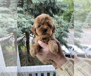 Goldendoodle (Miniature) Puppy for sale in PAINESVILLE, OH, USA
