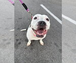 Small Photo #12 Bullboxer Pit Puppy For Sale in Holly Springs, NC, USA