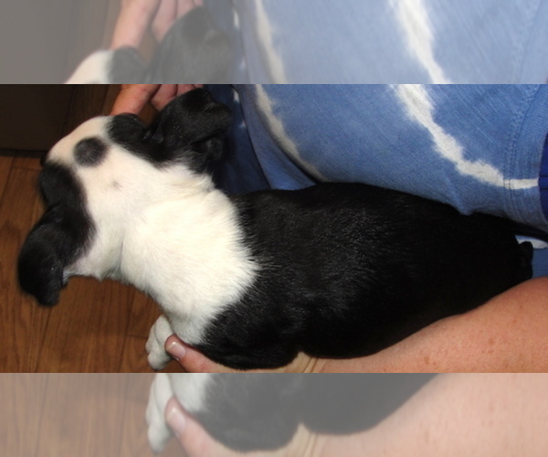 Medium Photo #2 Boston Terrier Puppy For Sale in BEND, OR, USA