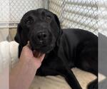 Small #2 Labrador Retriever
