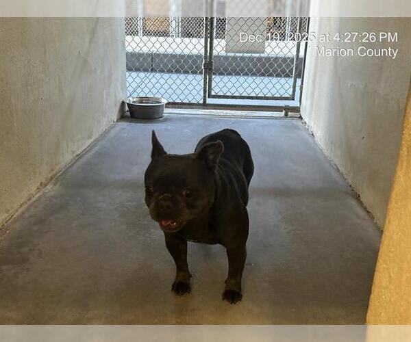 Medium Photo #1 French Bulldog Puppy For Sale in Ocala, FL, USA