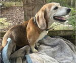 Small #1 Beagle