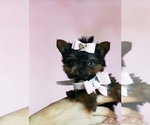 Small #23 Yorkshire Terrier