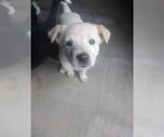 Small Mutt