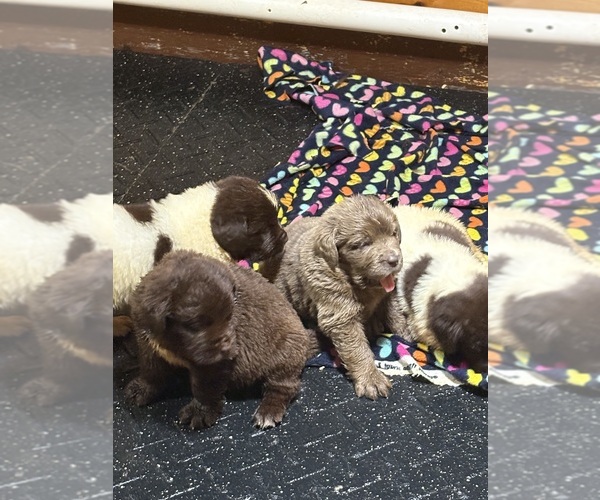 Medium Photo #11 Newfoundland Puppy For Sale in WAUSEON, OH, USA
