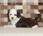 Small #1 Bernedoodle (Miniature)