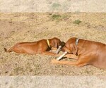 Small Photo #7 Rhodesian Ridgeback Puppy For Sale in CHILOQUIN, OR, USA