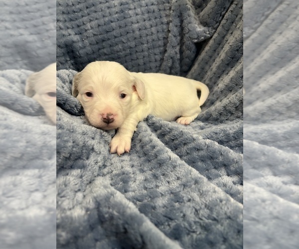 Medium Photo #3 Chiweenie Puppy For Sale in BURLINGTON TOWNSHIP, PA, USA