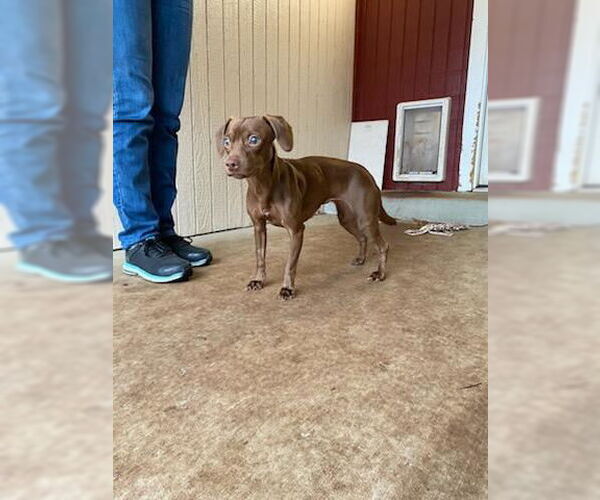 Medium Photo #3 Dachshund-Unknown Mix Puppy For Sale in Sequim, WA, USA