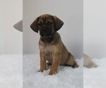Small Photo #2 Puggle Puppy For Sale in PINE GROVE, PA, USA