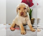 Small #2 Labrador Retriever